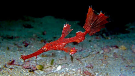 Juvenille Ghost Pipe Fish Myanamar - Local Dive Thailand