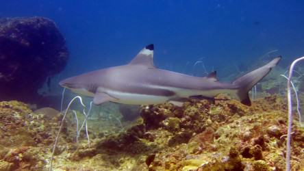 Black Tip Reef Shark at Palong Wall Phi Phi Islands dive tour