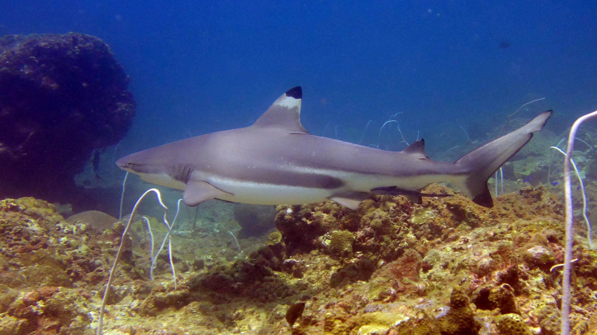 Palong Wall – Shark Diving Phuket