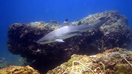 Black Tip Reef Shark at Palong Wall Phi Phi Islands dive tour