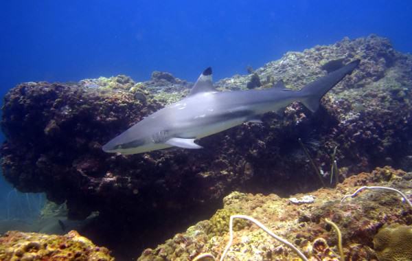 Black Tip Reef Shark at Palong Wall Phi Phi Islands dive tour