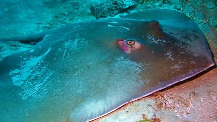 Jenkins Whip Ray at Racha Noi Phuket Thailand - Local Dive Thailand