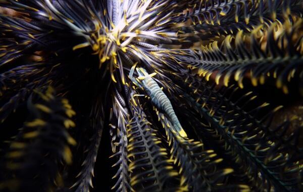 Crinoid Shrimp inside of a Feather Star