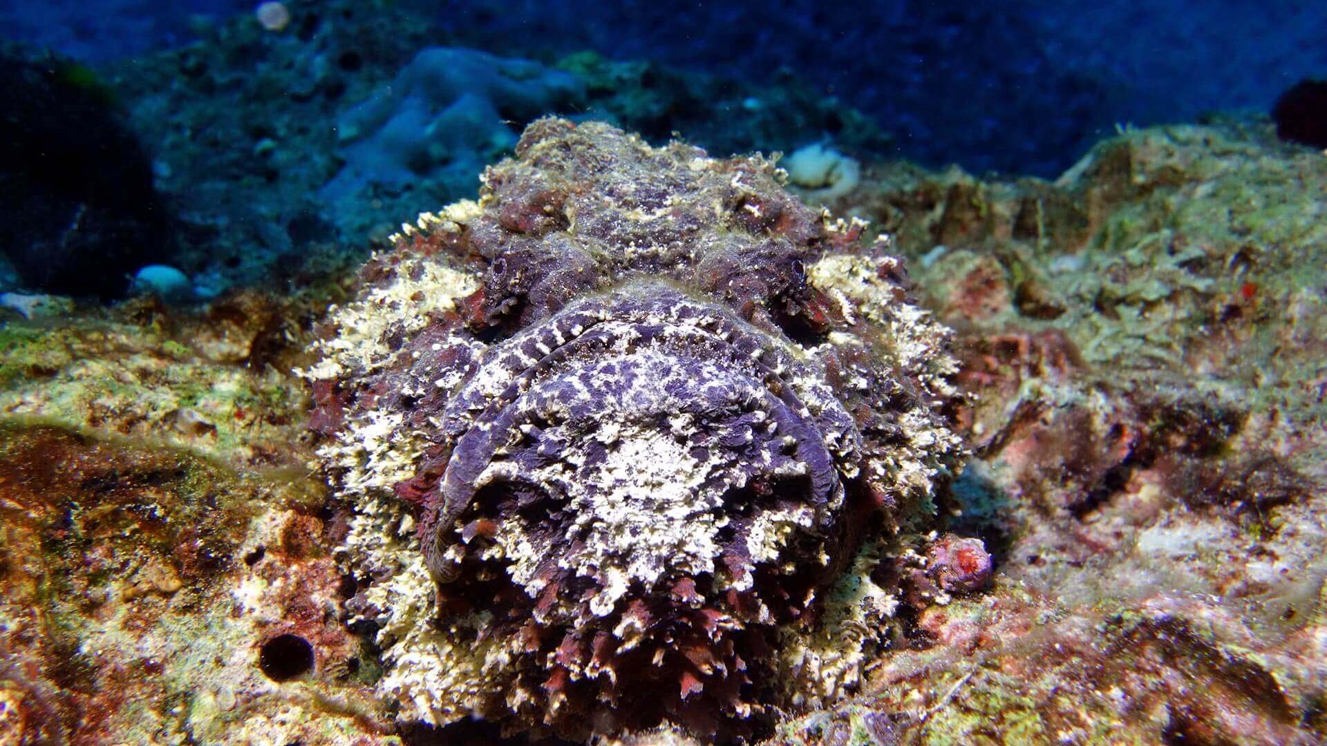 The Stonefish