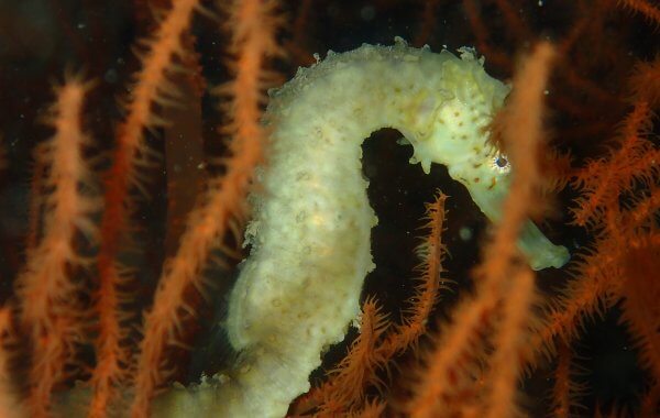 Seahorse-On-A-Phuket-Diving-Site