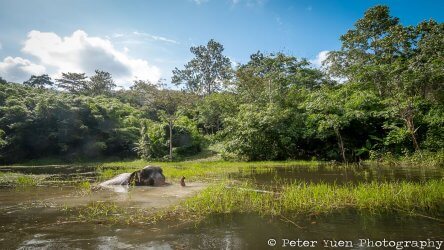 elephant-relaxing-at-phuket-elephant-sanctuary
