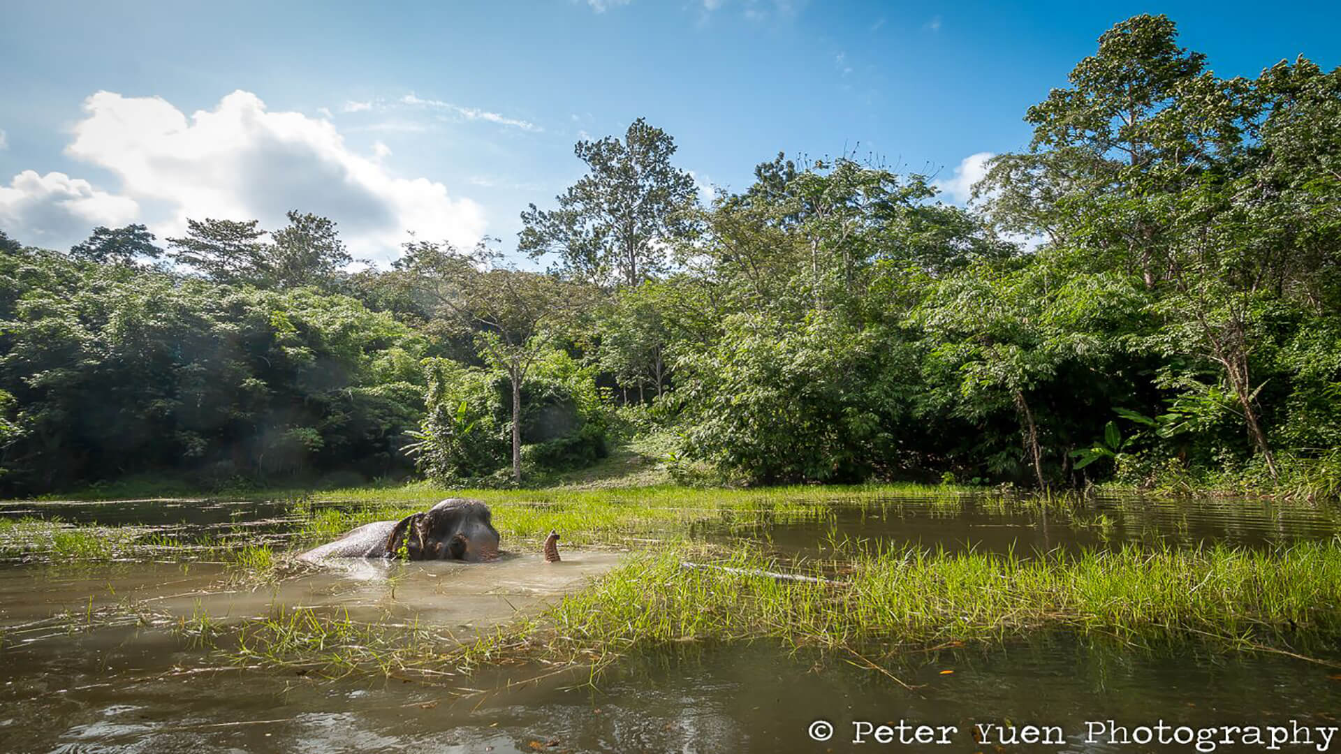 Phuket Elephant Sanctuary · Local Dive Thailand