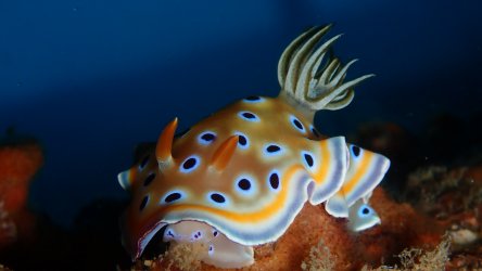 Lots Of Nudibranchs To Be Found When Scuba Diving In Phuket