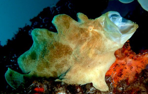 Giant Frogfish - A Rare Find When Scuba Diving In Phuket