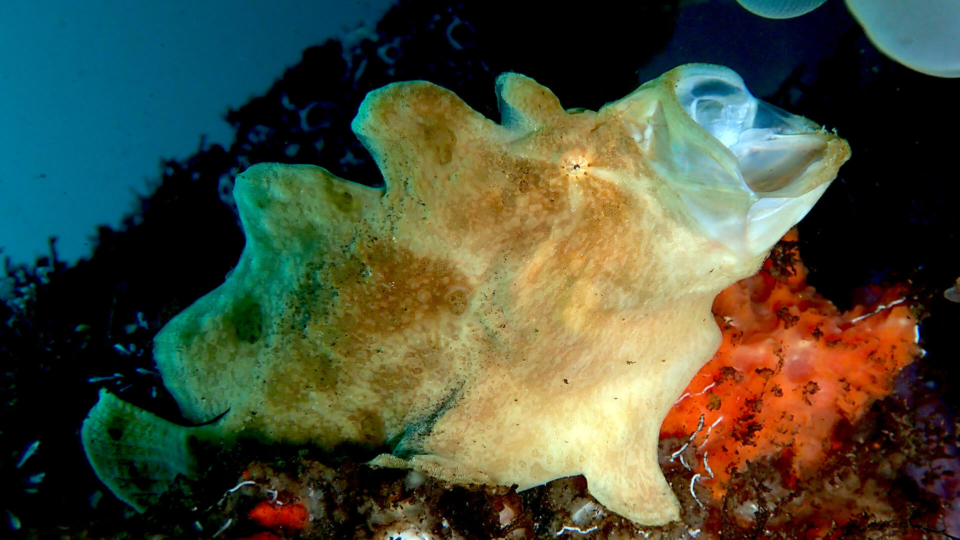 Frogfish – Bizarre Eating Machine Facts