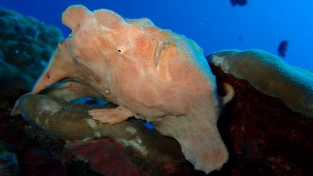 Giant Frogfish At Racha Noi Phuket