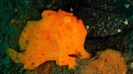 Painted Frogfish A Rare Find In Phuket Scuba Diving