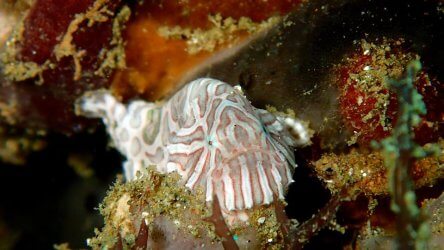 Pyschedelic Frogfish In Ambon (courtesy of Evelina Wang)