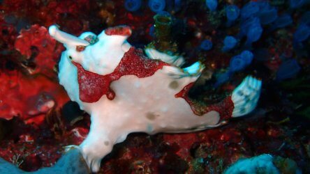 Warty Frogfish In Phuket