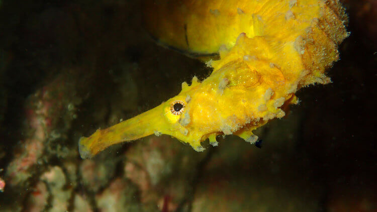 Tigertail Seahorse At Phuket Diving Site Koh Doc Mai