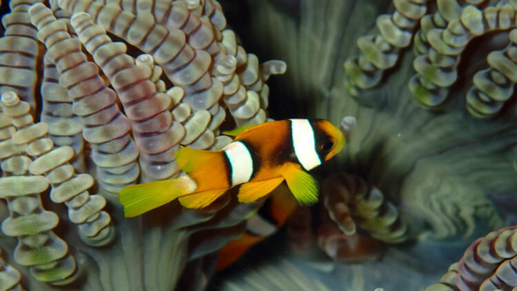 Clark's clownfish (Amphiprion clarkii) At Koh Bida Nok