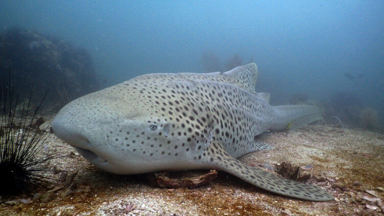 Chilled Out Leopard Shark At Shark Point