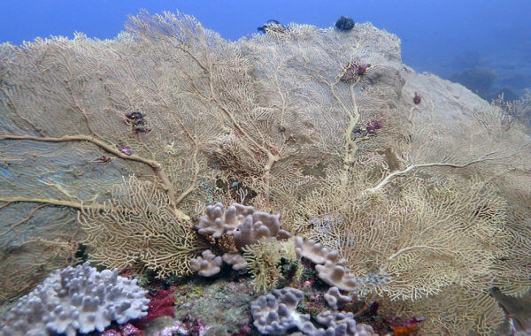 Help Phuket's Coral Reefs