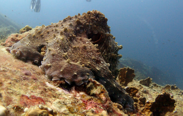 Octopus Are a Common Sighting In Phuket Diving