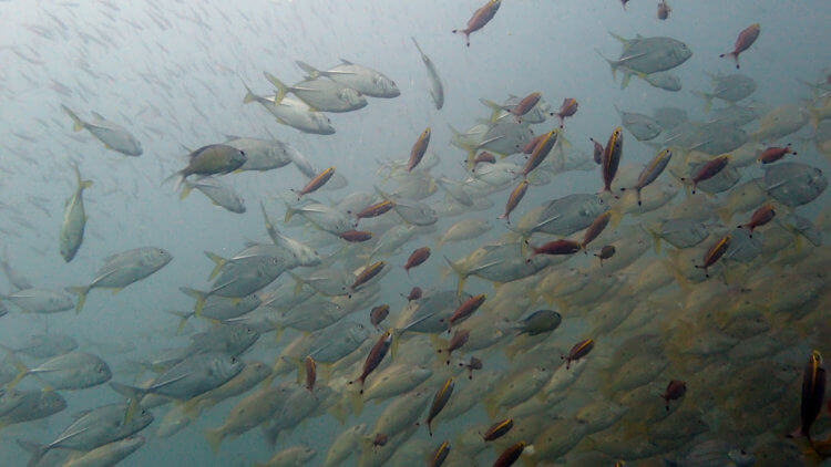 Tonnes Of Fish At Boonsung Wreck