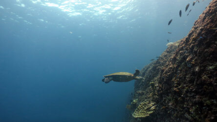 Phi Phi Island National Park