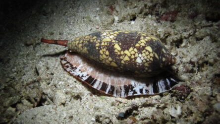 Cone Shell On The Hunt In Phuket