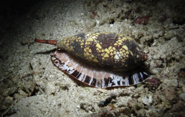Cone Shell On The Hunt In Phuket
