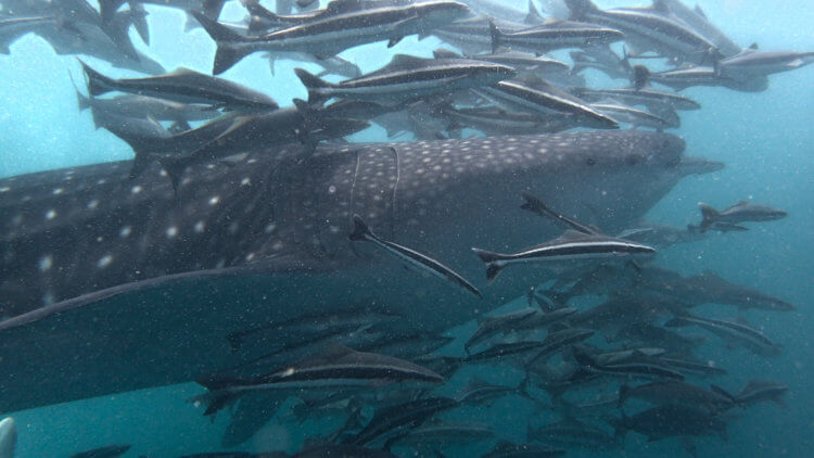 Whale Shark And it's Entourage