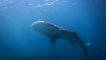 Whale Shark in Phuket