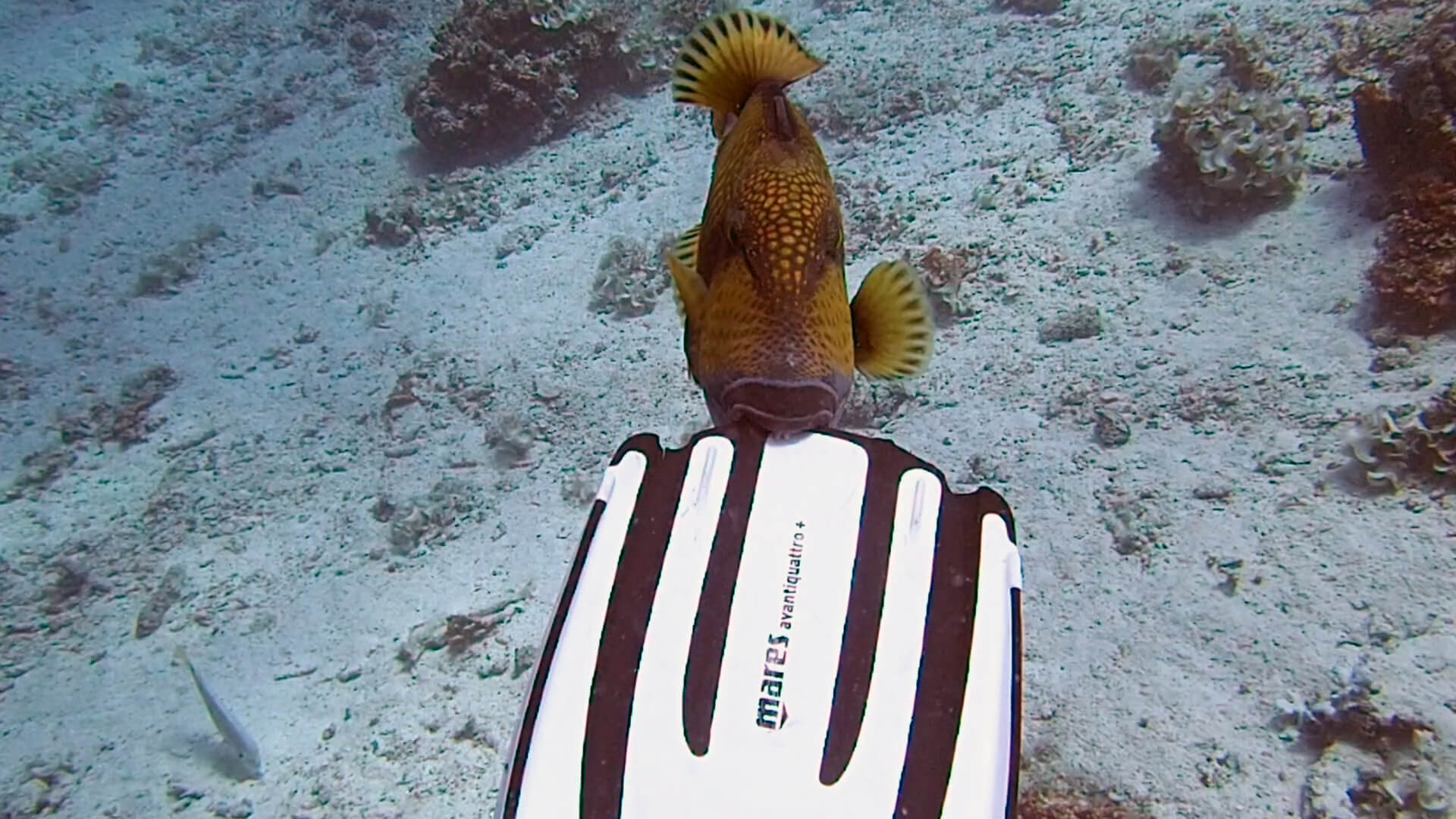 Titan Triggerfish – Phuket Diving Guides Nemesis