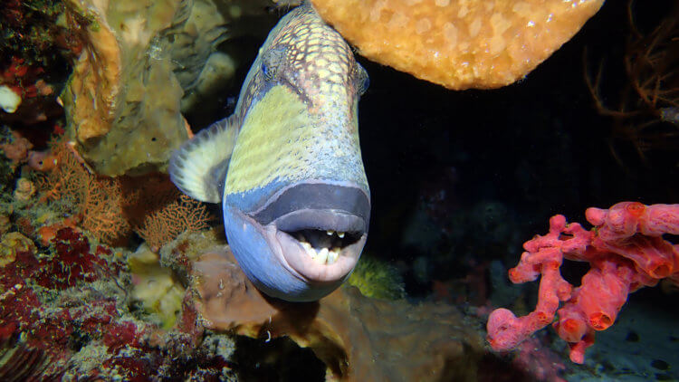 Titan Triggerfish Sleeping On A Phuket Diving Site