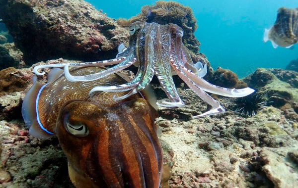 cuttlefish common sightings in phuket scuba diving