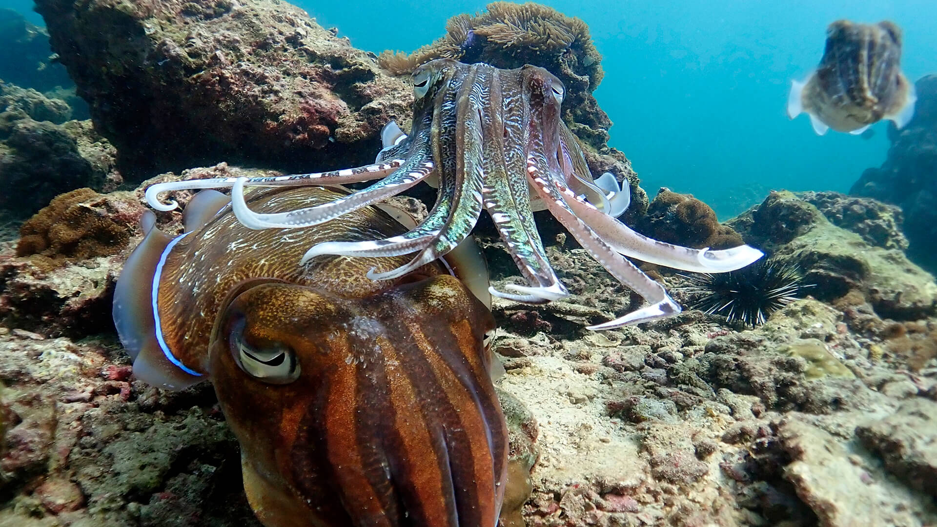 Cuttlefish – Cross Dressing Light Bending Camouflage Kings