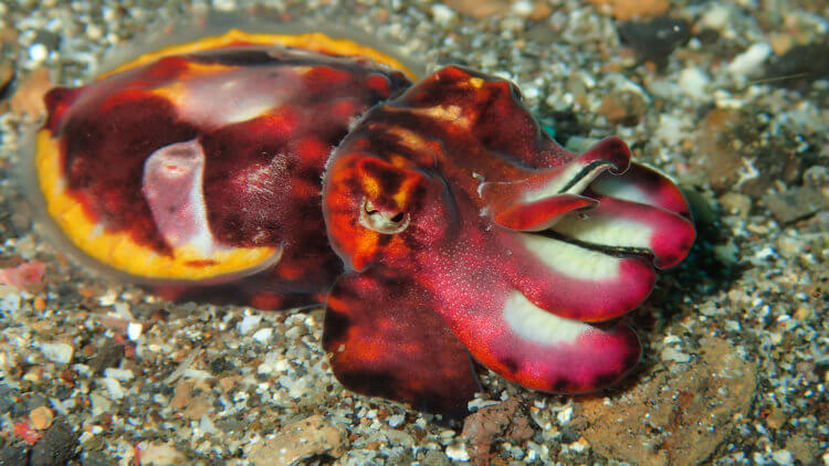 The Warning Colours of A Flamboyant Cuttlefish