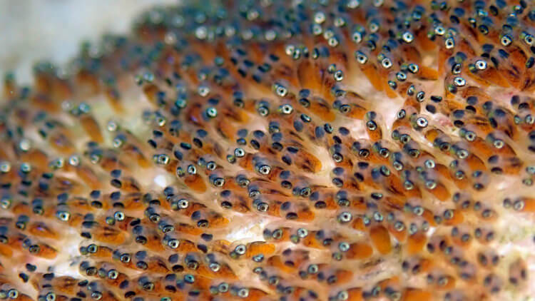 clownfish eggs with weefine 3000 and tg5