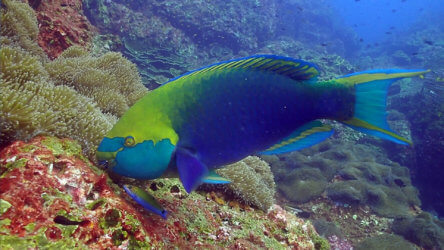 parrotfish feeding on algae