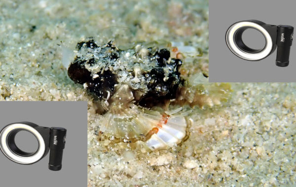 sea moth the size of a fingernail tg5