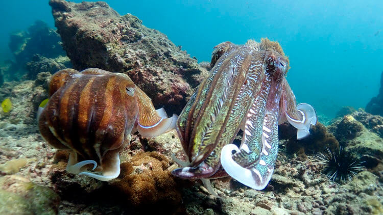 cuttlefish at phi phi diving site koh bida nok