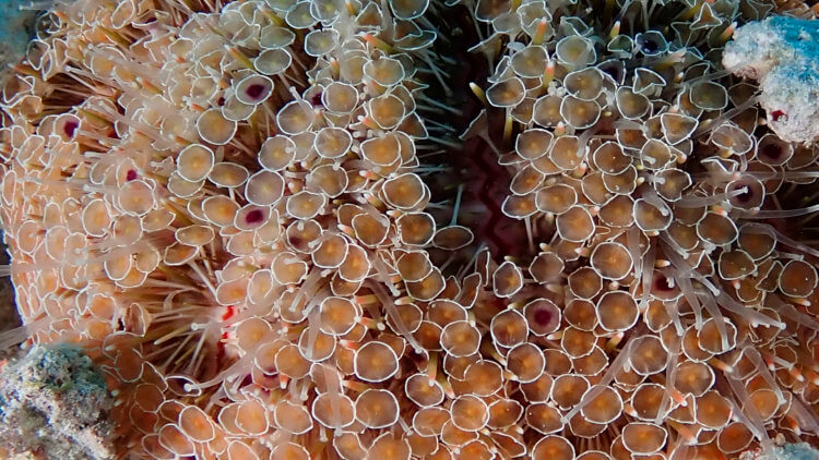 mushroom shaped toxic flowers on the most toxic sea urchin