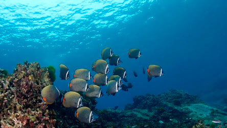 sample the best scuba diving in phuket with local dive thailand