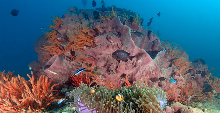 shark point is a highlight on the phuket diving agenda