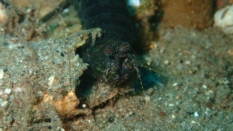 night diving in phuket with different kinds of mantis shrimp