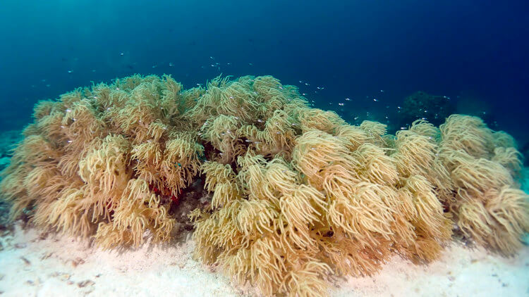 soft coral bushes at manta bay phuket