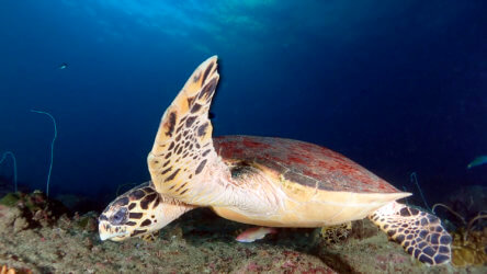 hawksbill turtle on a phi phi scuba diving tour