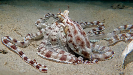mimic octopus at kata beach phuket