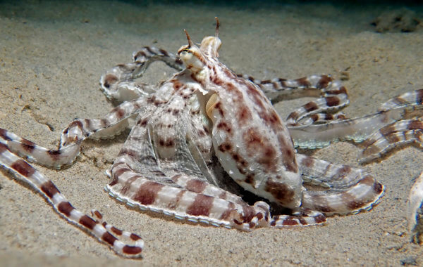 mimic octopus at kata beach phuket