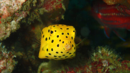 the intoxicating yellow boxfish