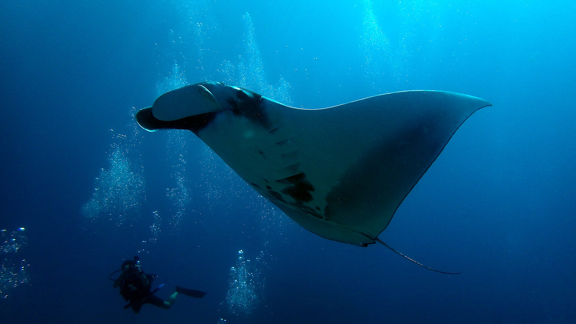 Giant Manta Rays In Thailand