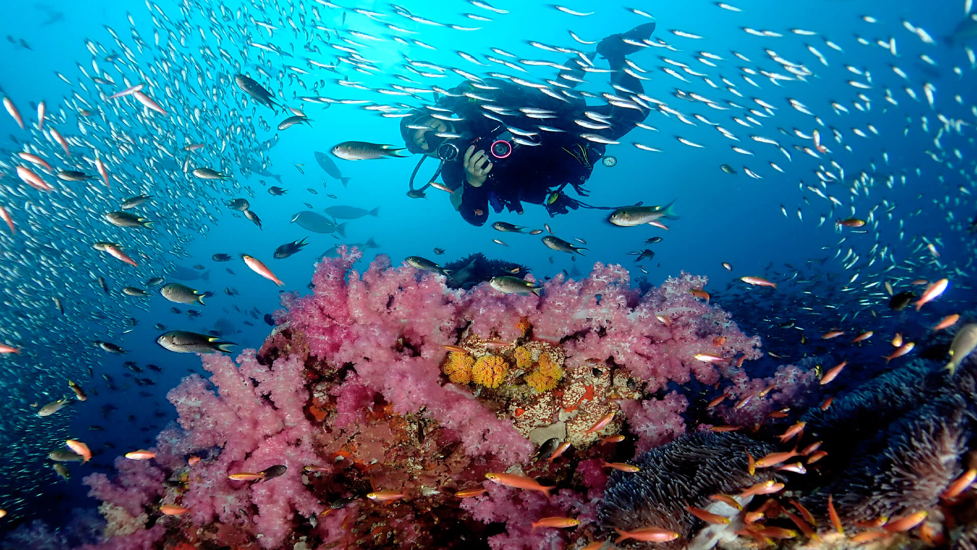 Image result for Similan Islands diving