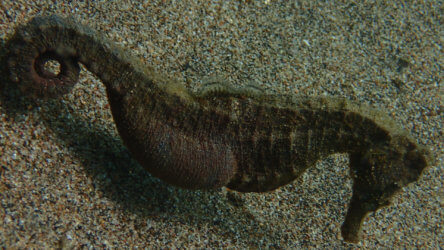 common seahorse